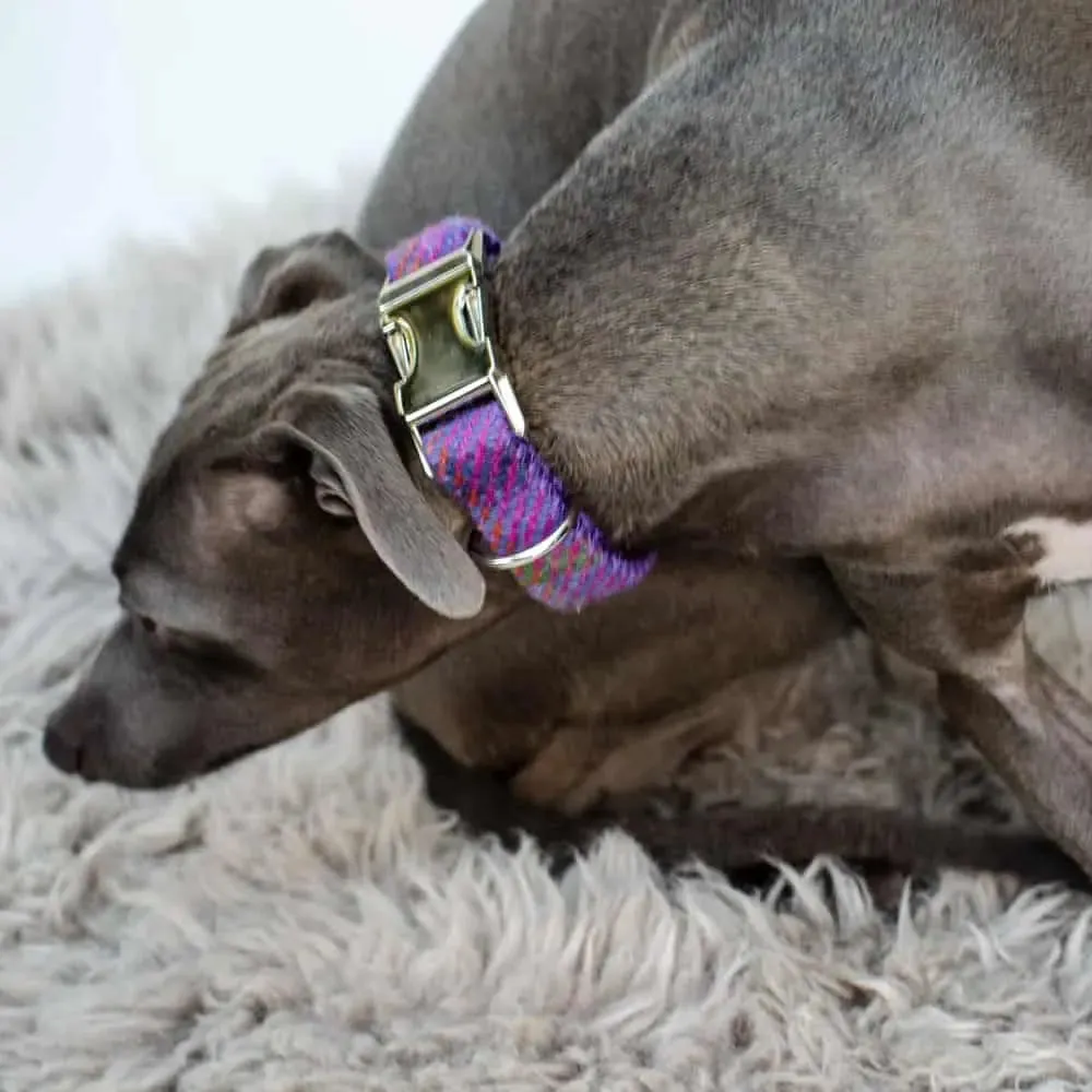 Hundehalsband Diana - Harris Tweed