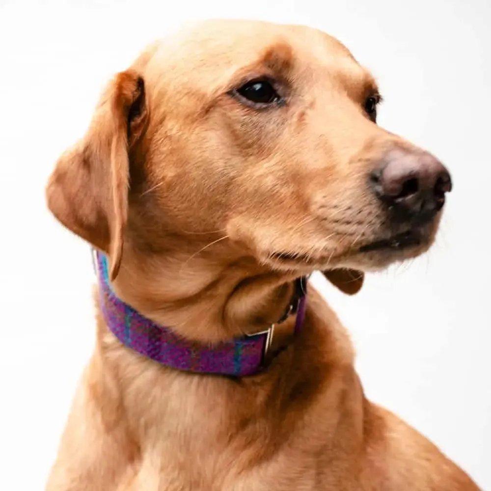 Hundehalsband Diana - Harris Tweed